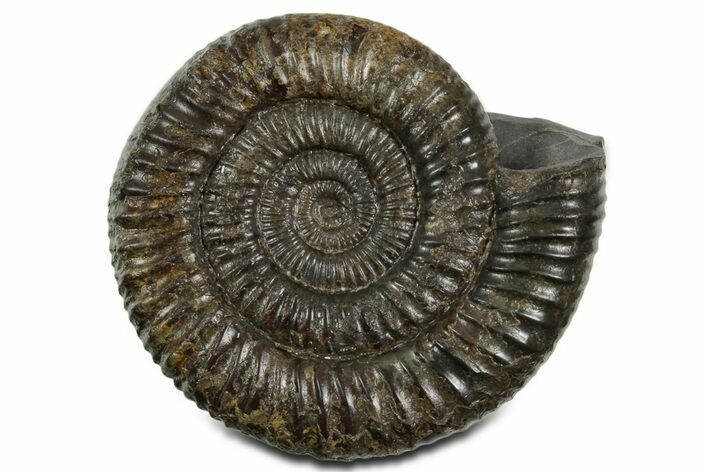 Jurassic Ammonite (Dactylioceras) Fossil - England #351159